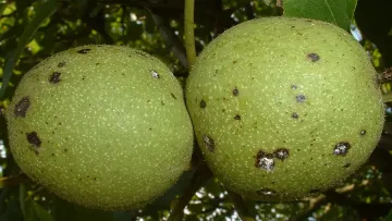 anthracnose sur fruits